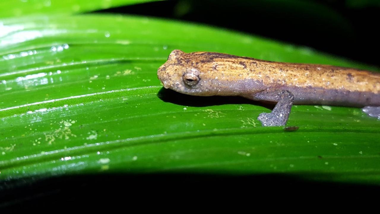 Estacion Biologica Las Cruces Y Jardin Botanico Wilson San Vito Kültér fotó