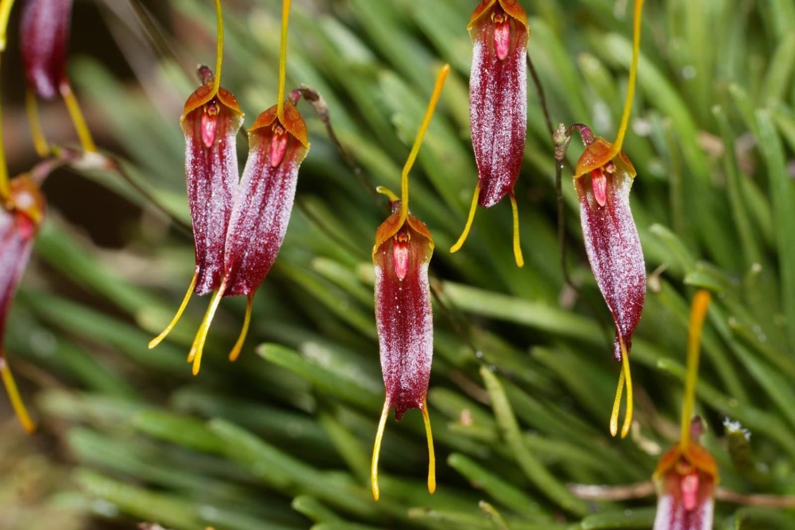 Estacion Biologica Las Cruces Y Jardin Botanico Wilson San Vito Kültér fotó