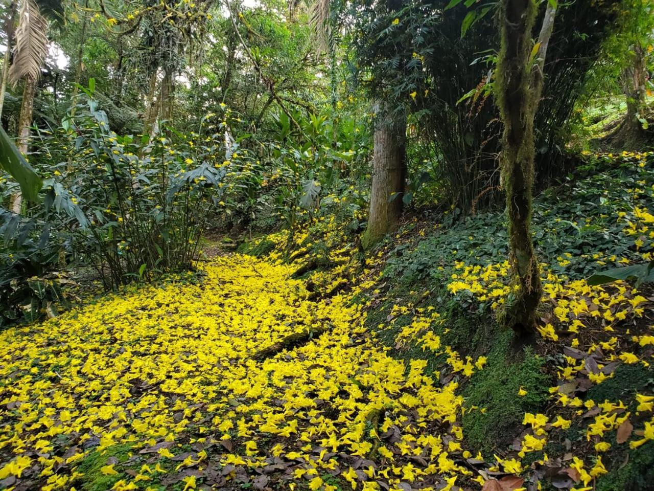Estacion Biologica Las Cruces Y Jardin Botanico Wilson San Vito Kültér fotó
