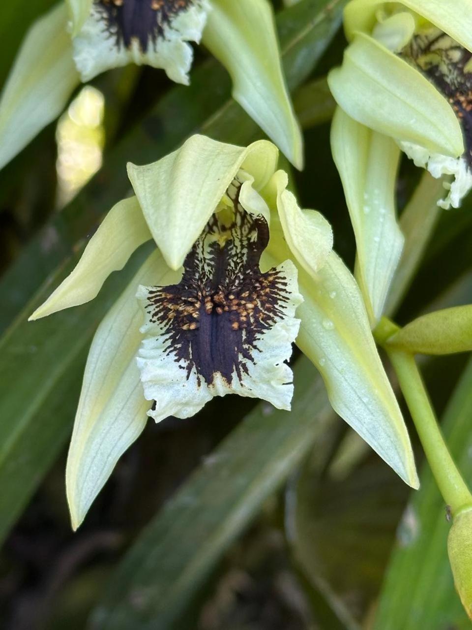 Estacion Biologica Las Cruces Y Jardin Botanico Wilson San Vito Kültér fotó