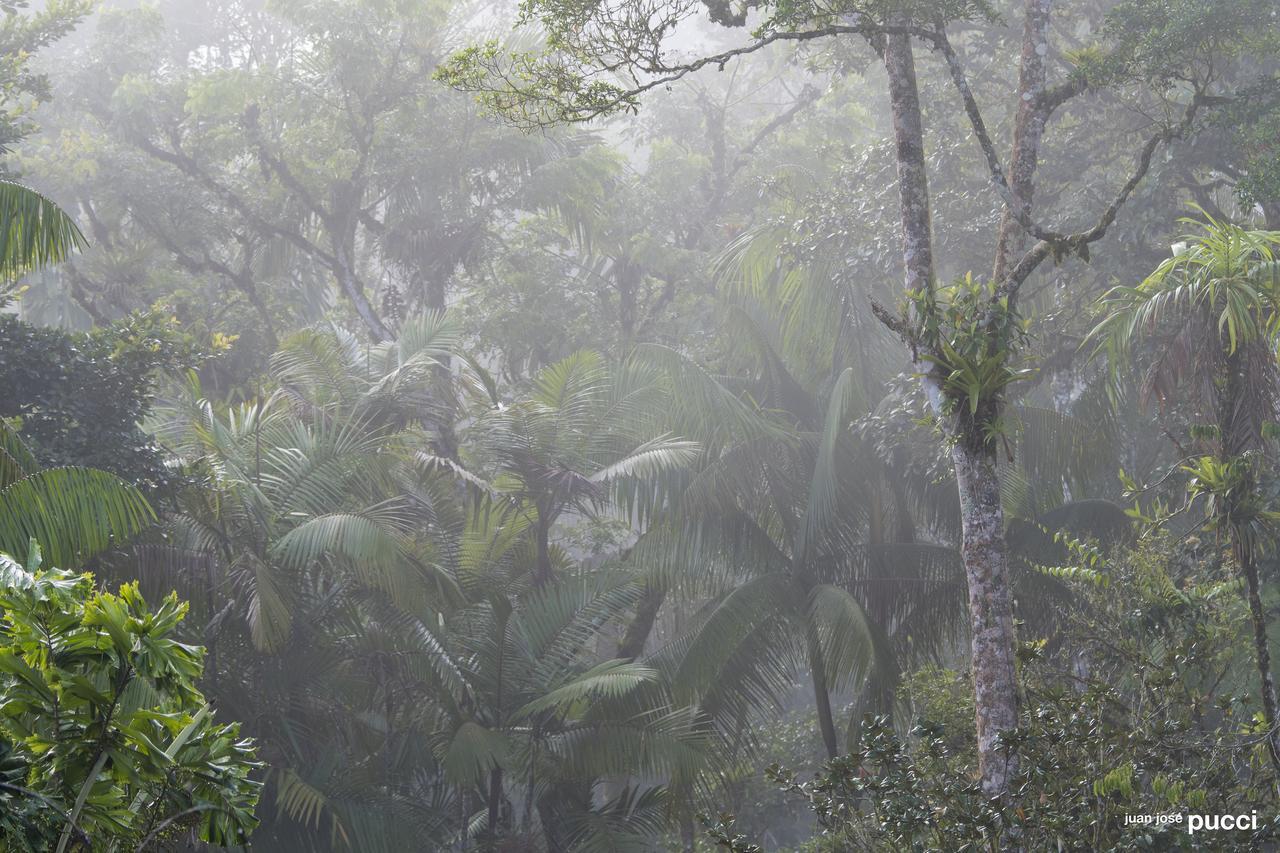 Estacion Biologica Las Cruces Y Jardin Botanico Wilson San Vito Kültér fotó
