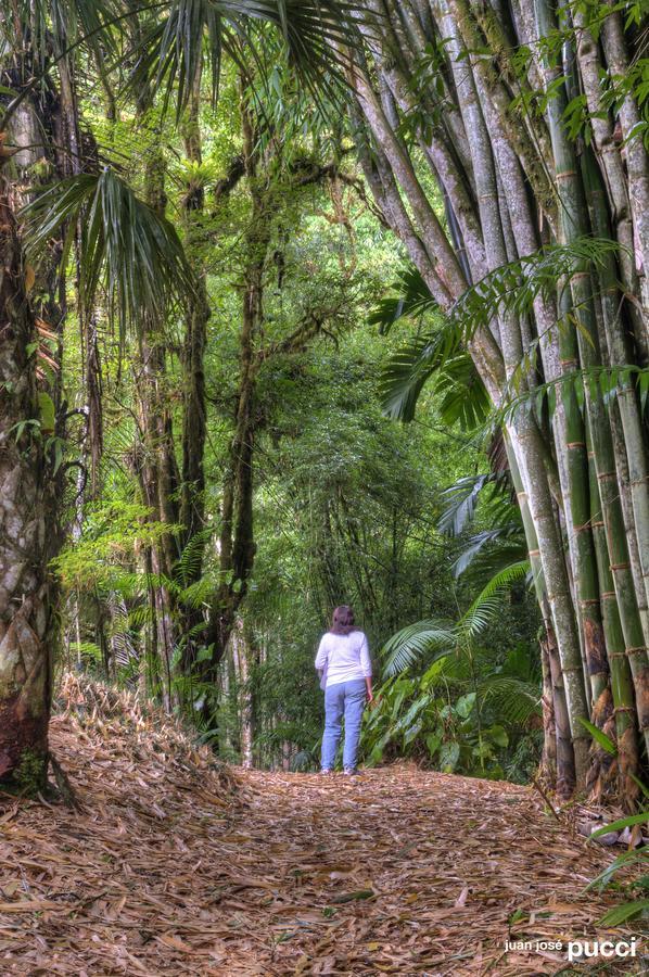 Estacion Biologica Las Cruces Y Jardin Botanico Wilson San Vito Kültér fotó